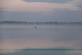 brume sur la brenne